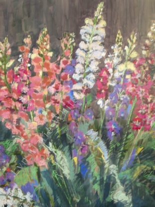 Flowers - Antirrhinum